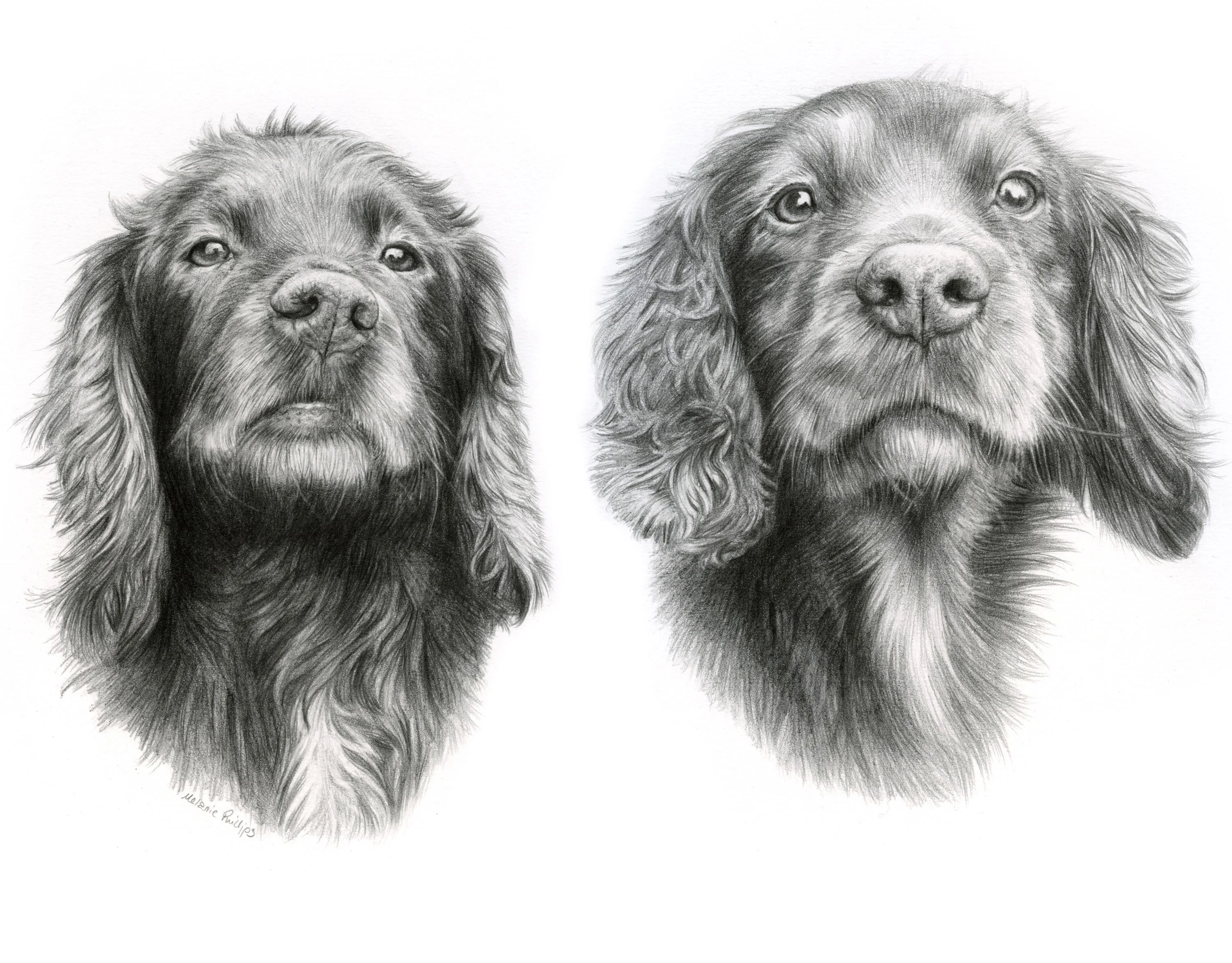 Jenny and Fern, two Cocker Spaniels