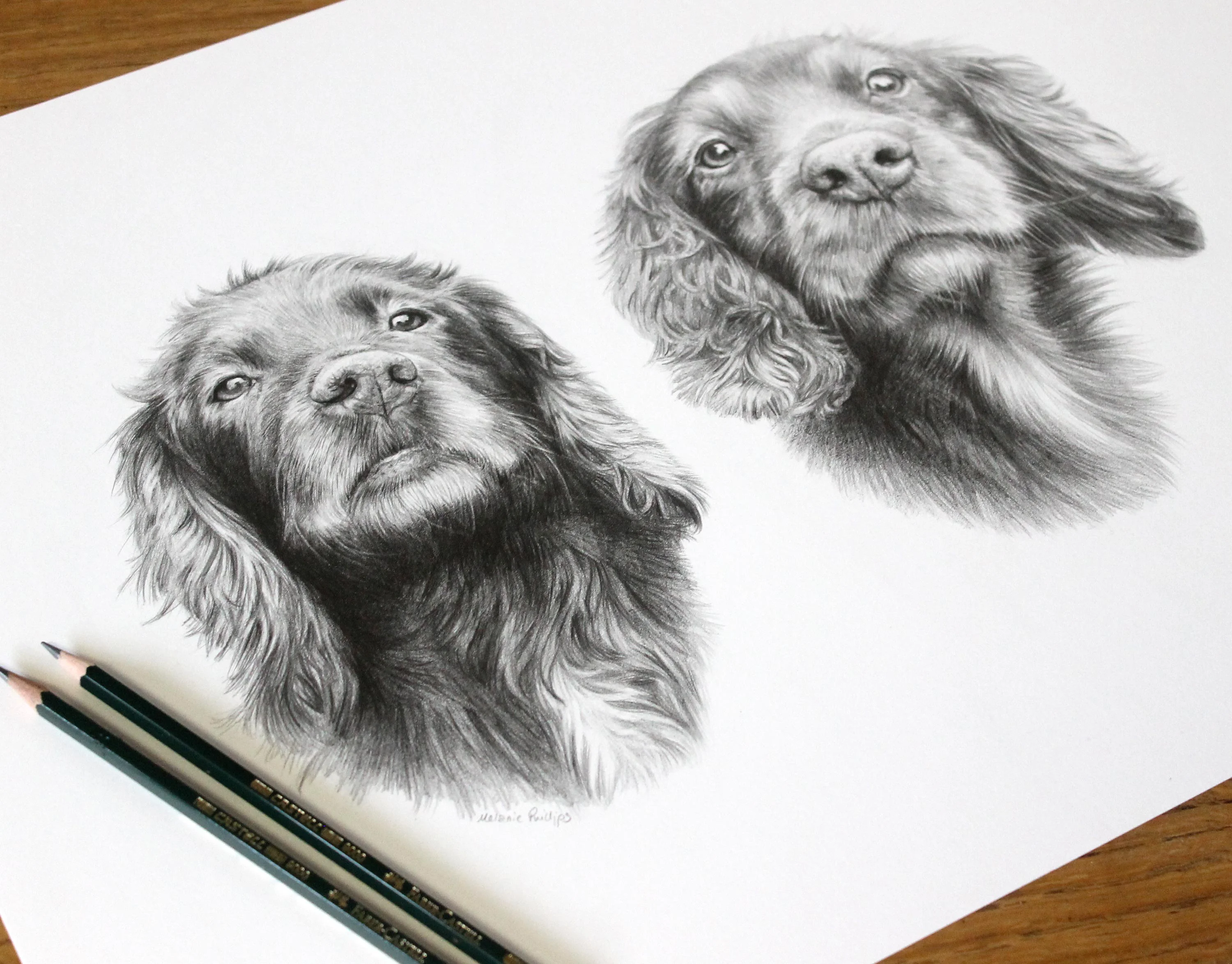 Close-up detail of the pencil portrait of Jenny and Fern, showing fur texture and eye detail.