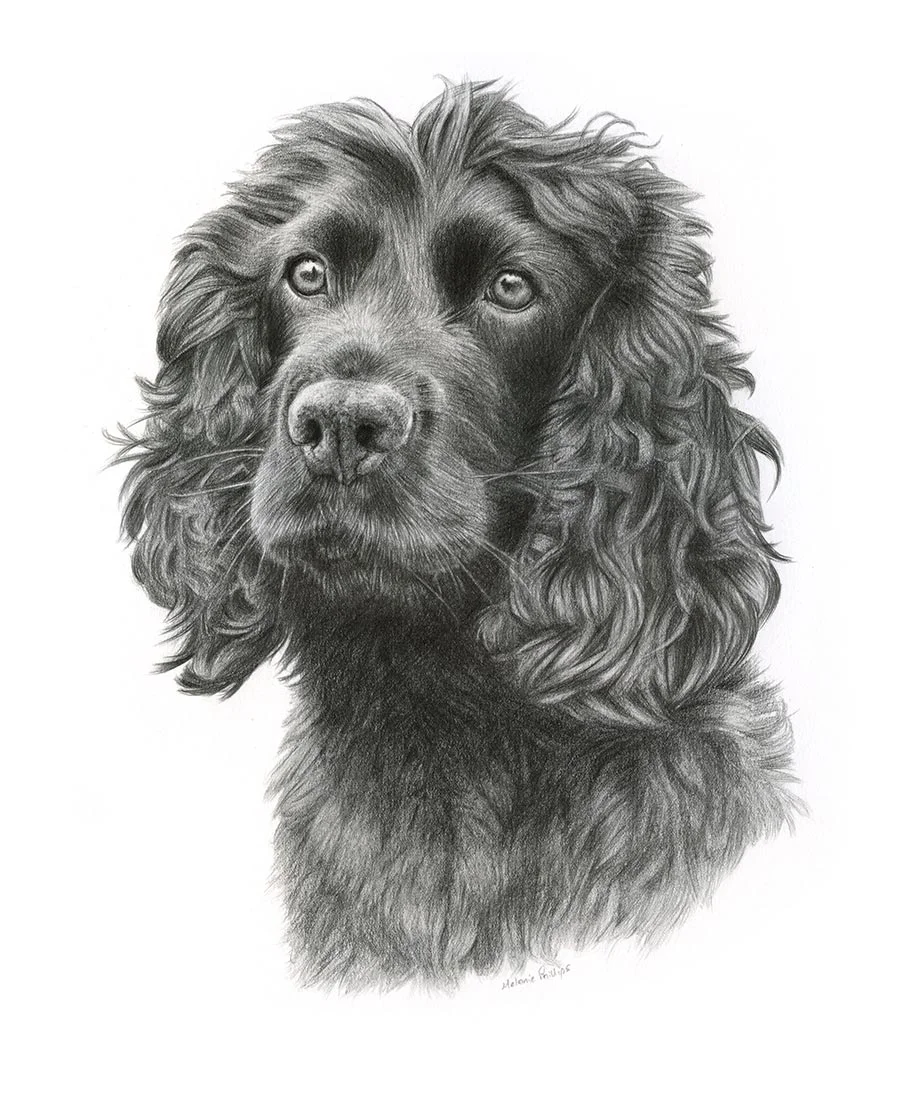 Pencil portrait of Brodie, a Spaniel, in a classic hand-drawn style.