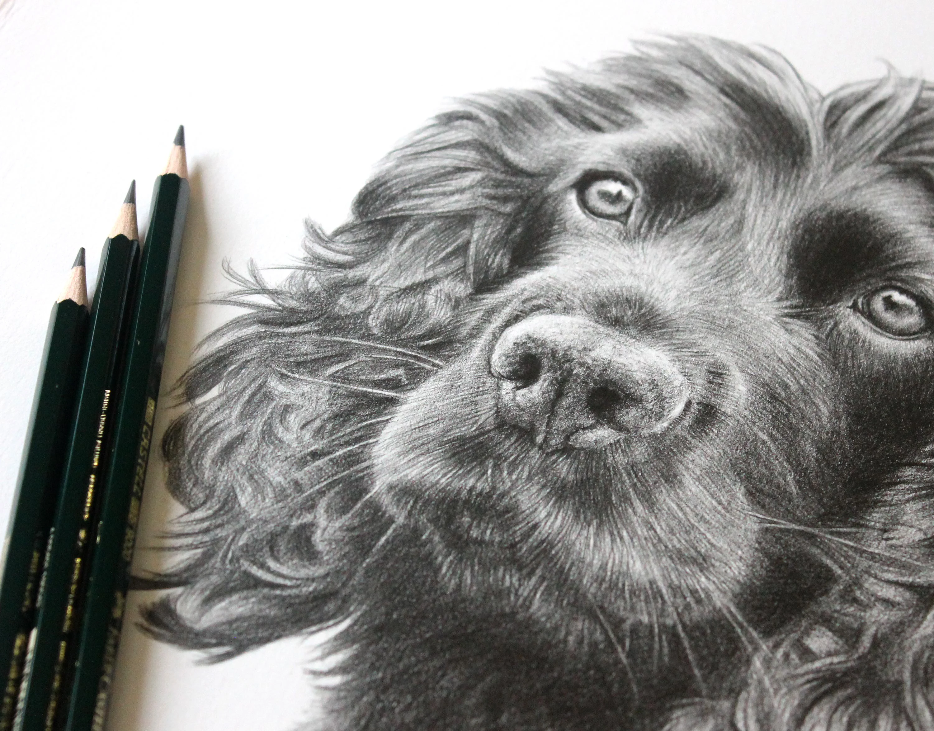 Brodie the Spaniel sitting proudly next to his framed pencil portrait.
