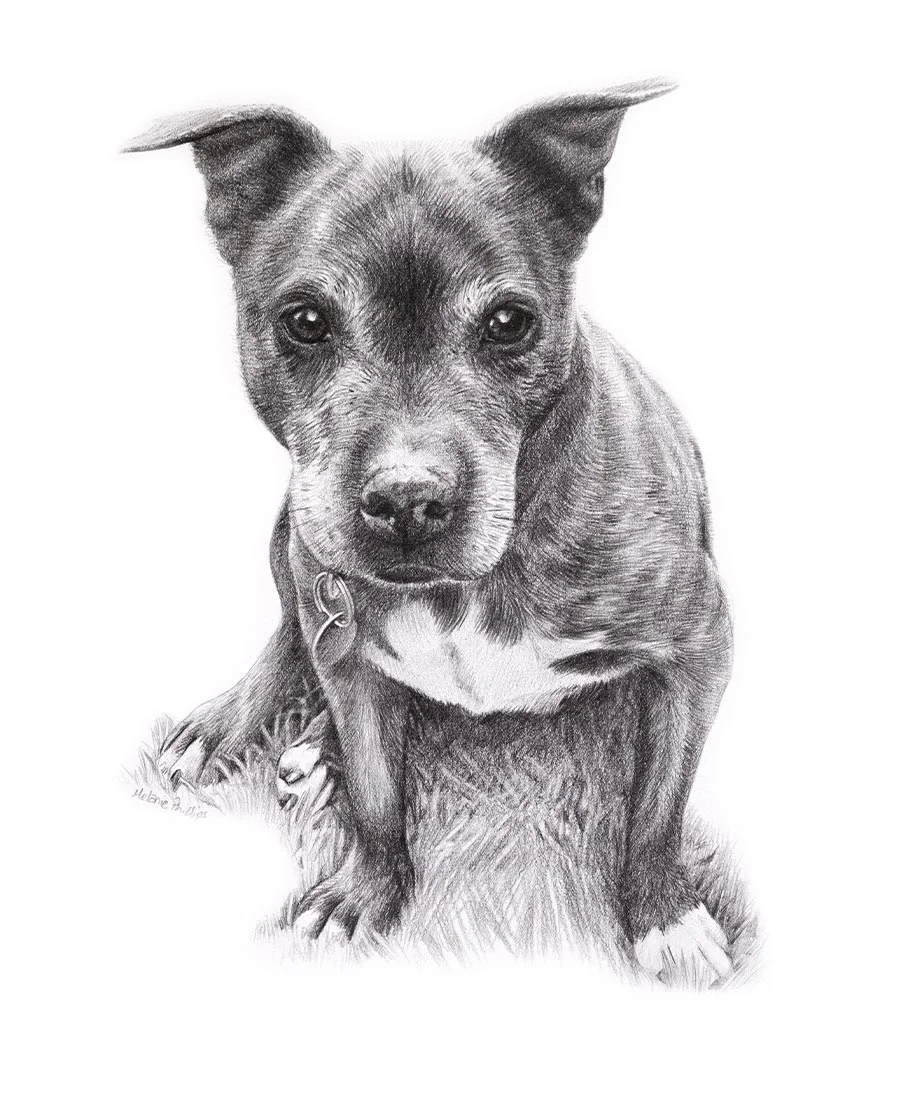 Pencil drawing of Stormy, a Staffy, showcasing her strong features.