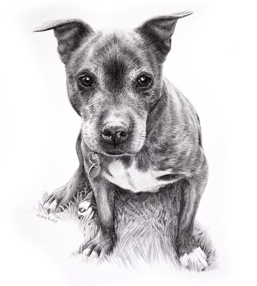 Reference photo of Stormy, a Staffy, showcasing her gentle expression.