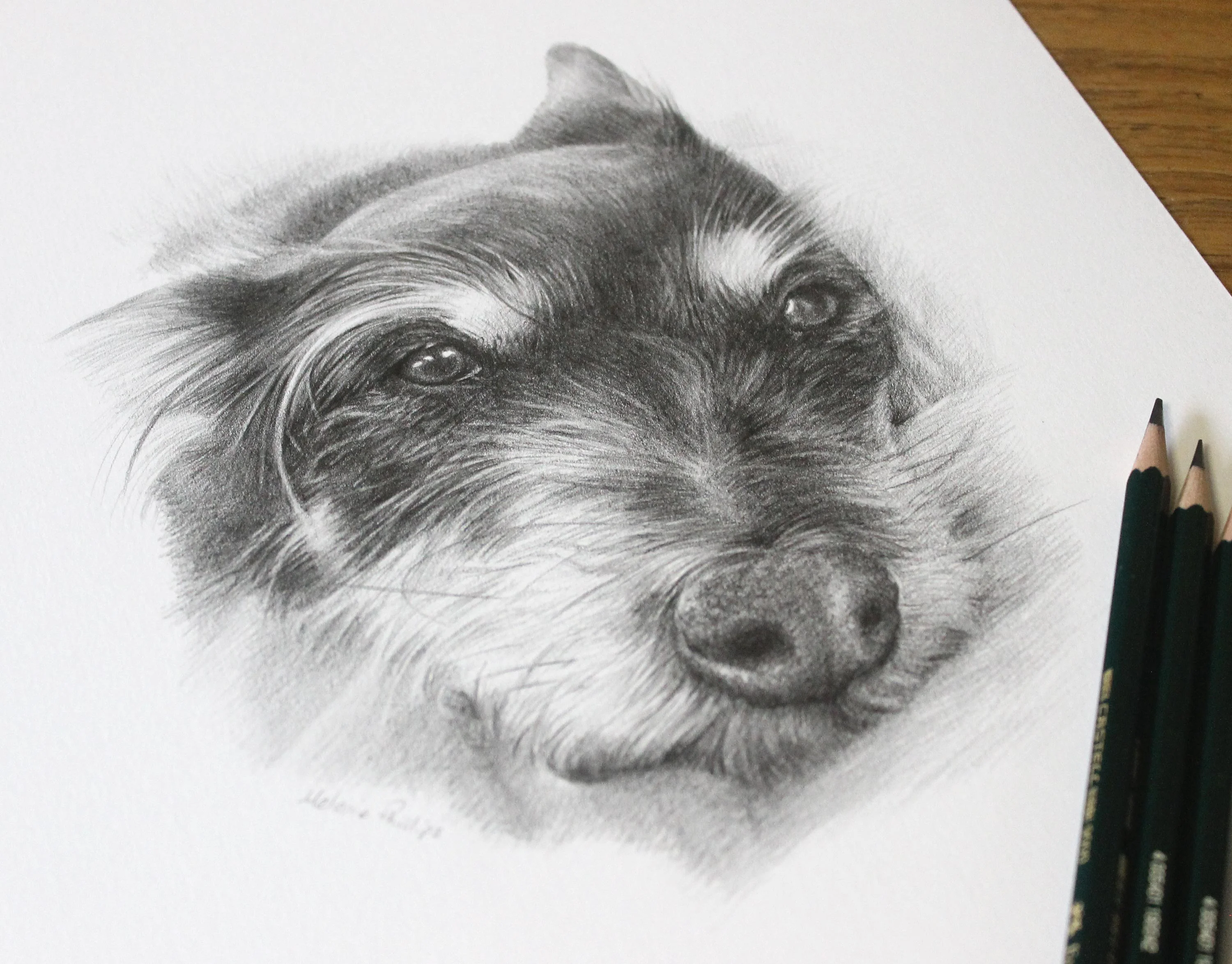 The finished pencil portrait of Biscuit the Terrier, showing fine detail in her fur and eyes.