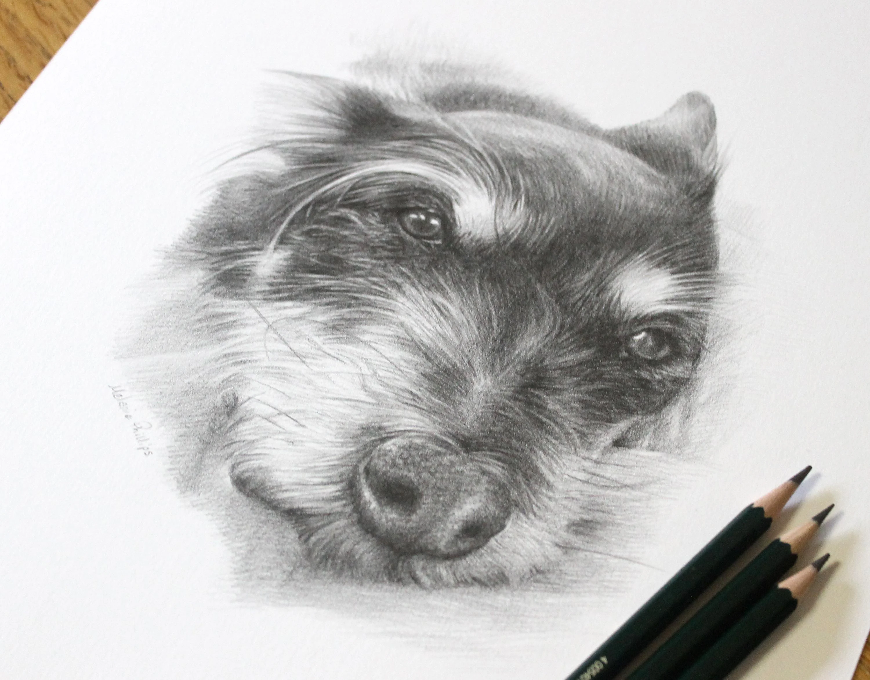 A framed pencil portrait of Biscuit the Terrier displayed on a light-colored wall.