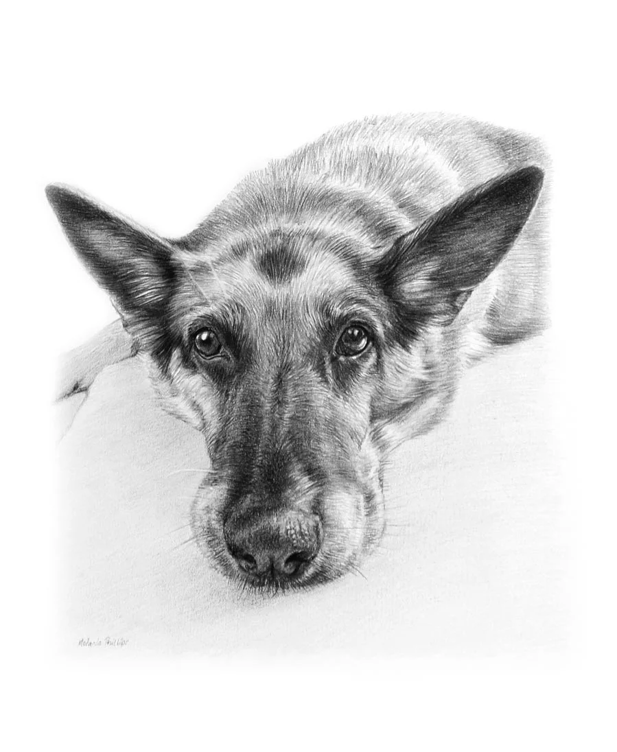 Pencil portrait of Kegan, a Black Labrador, drawn by Melanie Phillips, highlighting his detailed fur.