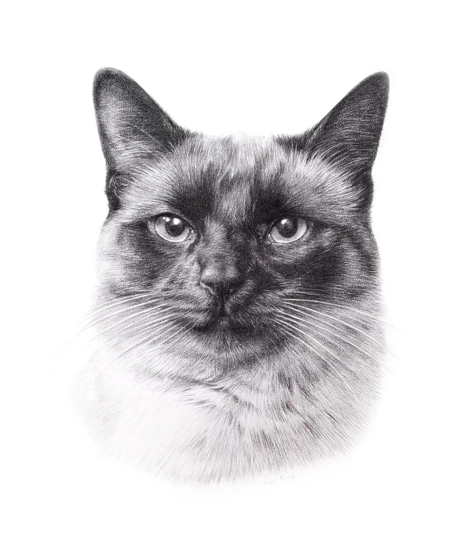 Pencil drawing of Swiffer the cat, capturing his feline grace.