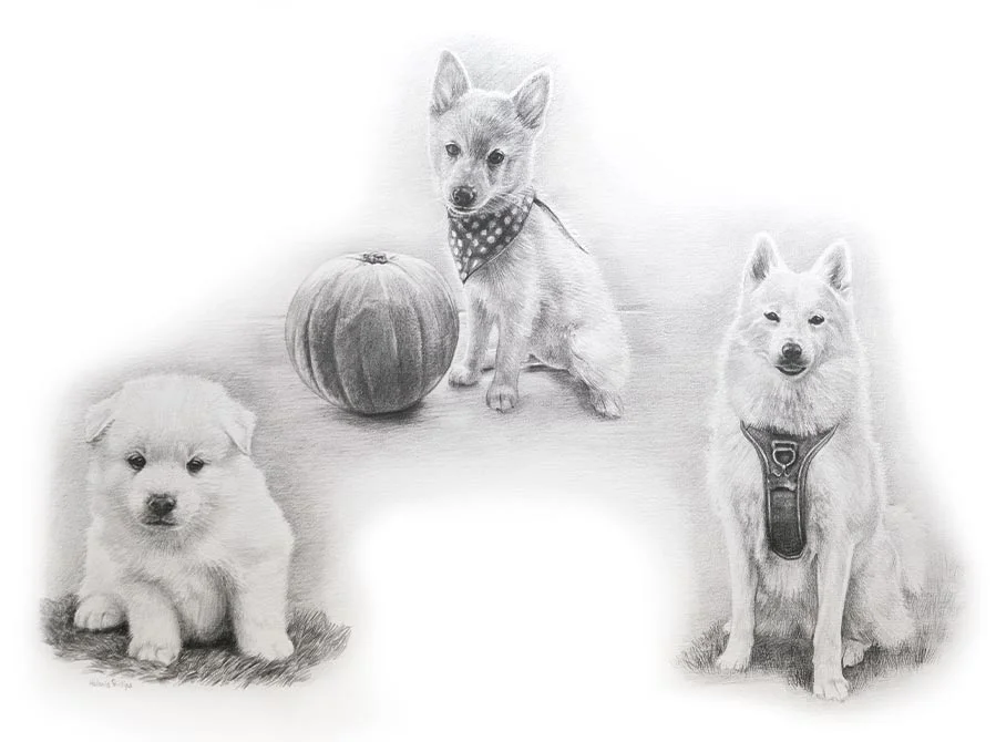 Realistic pencil Life Story Portrait portrait of Khona, a dog, by UK artist Melanie Phillips, showing different poses.