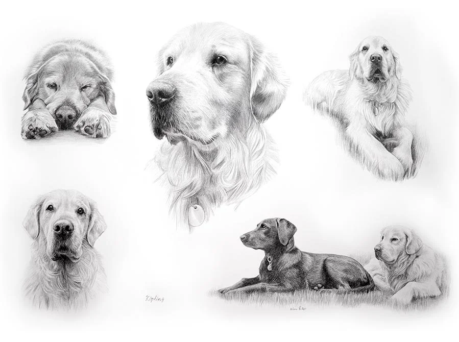 Realistic pencil Life Story Portrait portrait of Kipling the Golden Retriever by UK artist Melanie Phillips, showing different aspects of his life.