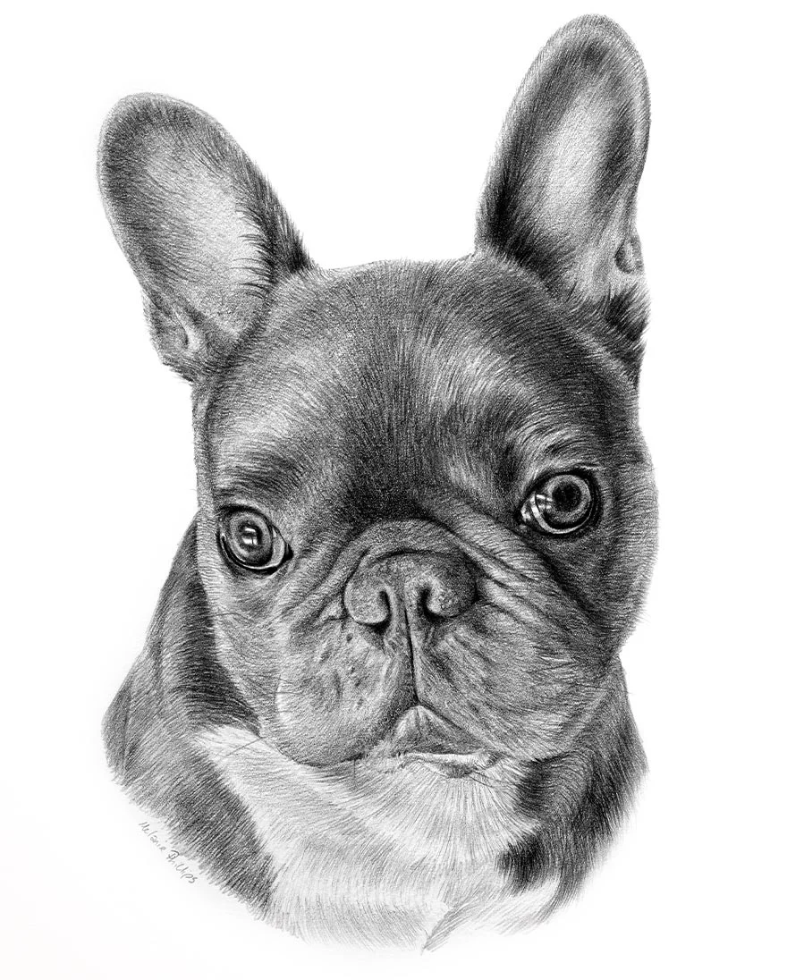 Pencil portrait of Leon the French Bulldog, drawn by Melanie Phillips, capturing his unique features.